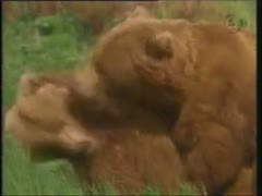 Rare zoophilia fucking clip features 2 heavy wild bears screwing on a hawt summer day 
